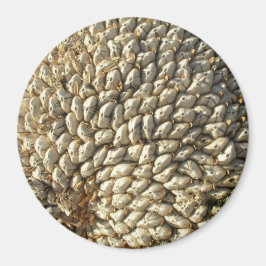 Magnet - Solrosgeometri