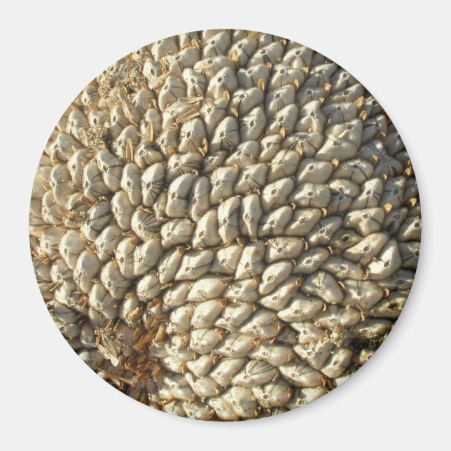 Magnet - Solrosgeometri (Framsidan)