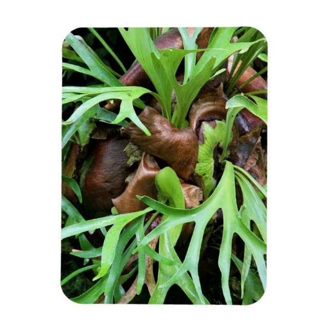 Magnet - Staghorn Fern (Vertikal)