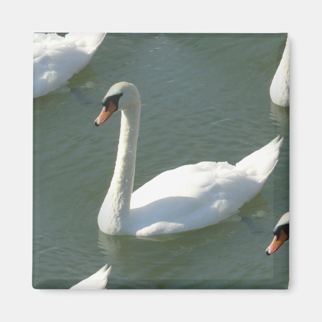 Magnet - Svanar i Färg (Framsidan)