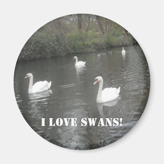 Magnet Svanar Swimming, i Kärlek Svanar (Framsidan)