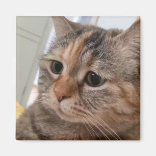 Magnet Talking Cats-medlem