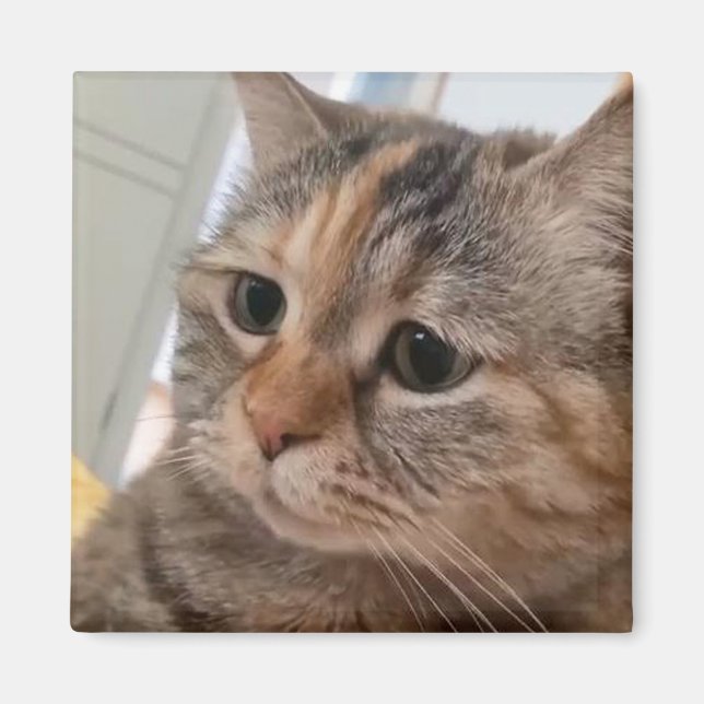 Magnet Talking Cats-medlem (Framsidan)