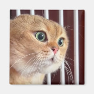 Magnet Talking Cats-medlem