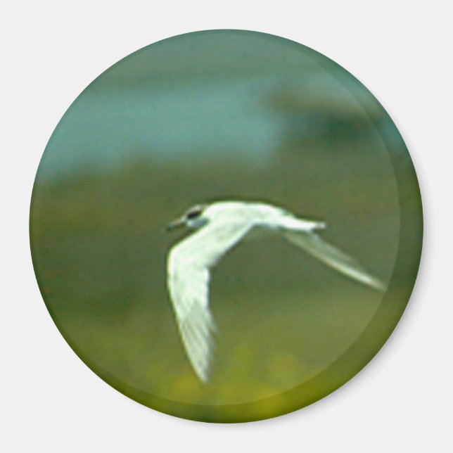 Magnet - Tern in Flight (Framsidan)