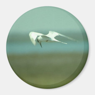 Magnet - Tern under flygning