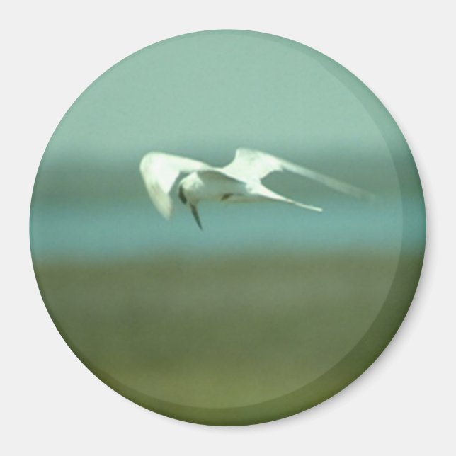 Magnet - Tern under flygning (Framsidan)