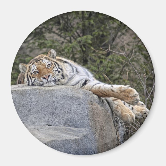 Magnet Tiger "Lazy Day" (Framsidan)
