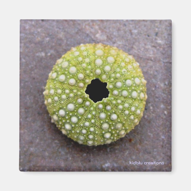 magnet - urchin (Framsidan)