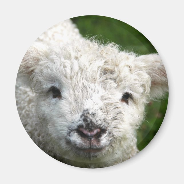 Magnet - Vår Lamb (Framsidan)