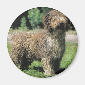 Magnet vatten hund