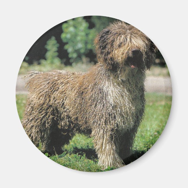 Magnet vatten hund (Framsidan)