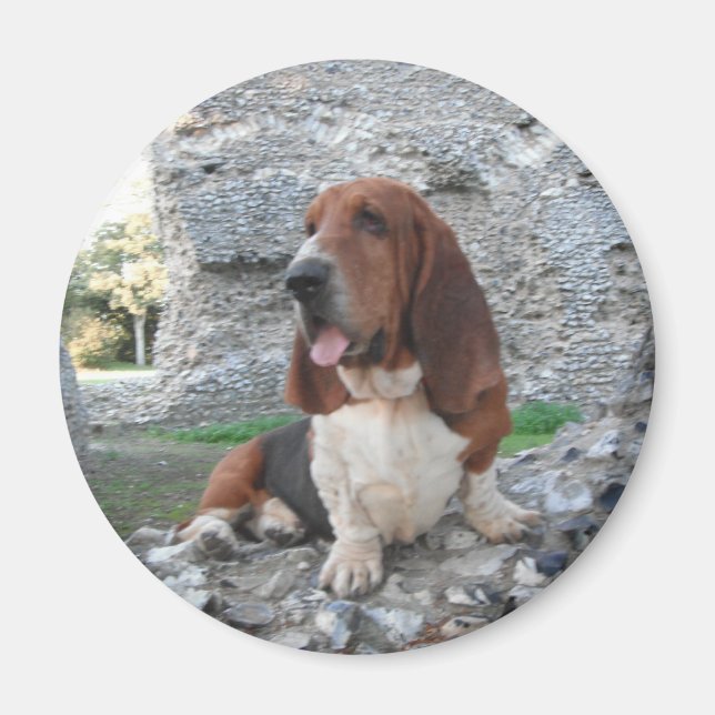Magnet with Basset Hound Castle Ruins Visit (Framsidan)