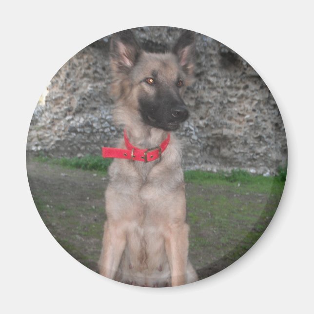 Magnet with German Shepherd (Framsidan)