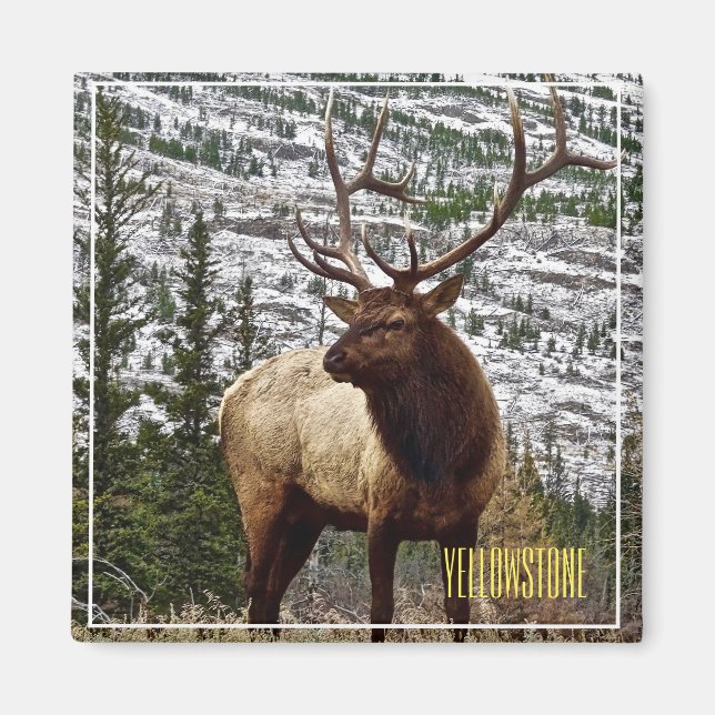 Magnet Yellowstone Elk (Framsidan)