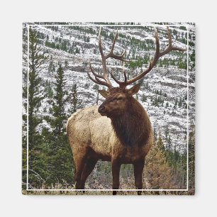 Magnet Yellowstone Elk