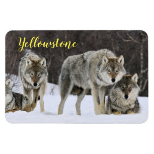 Magnet-Yellowstone-Varg Magnet