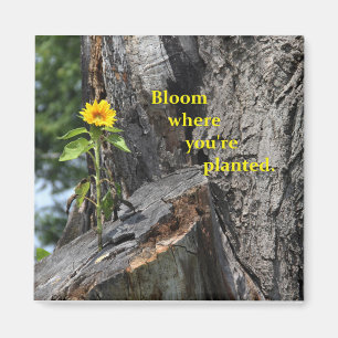 magneten - blomma var du planteras magnet