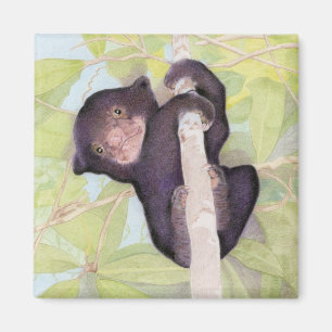 Magneten Sol Bear Unge Magnet