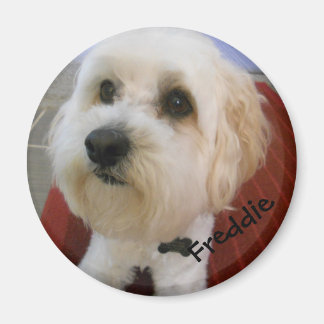 Magnetiska personligheter - Freddie Magnet
