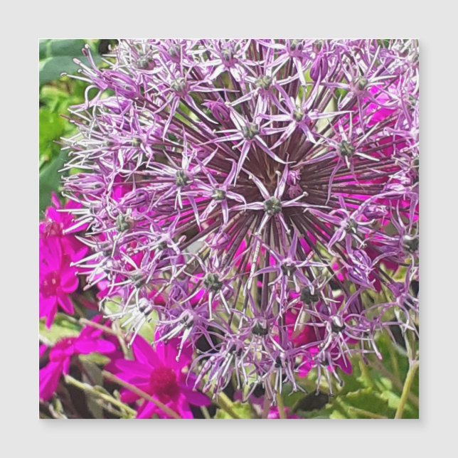 Magnetiskt kort för Allium & Summer Flowers (Framsida)