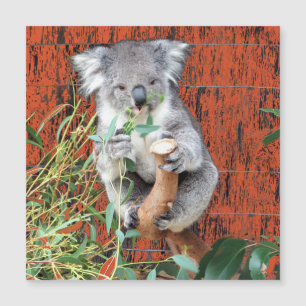 Magnetiskt kort för Koala Snack-tid