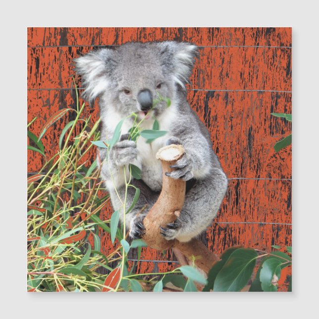 Magnetiskt kort för Koala Snack-tid (Framsida)
