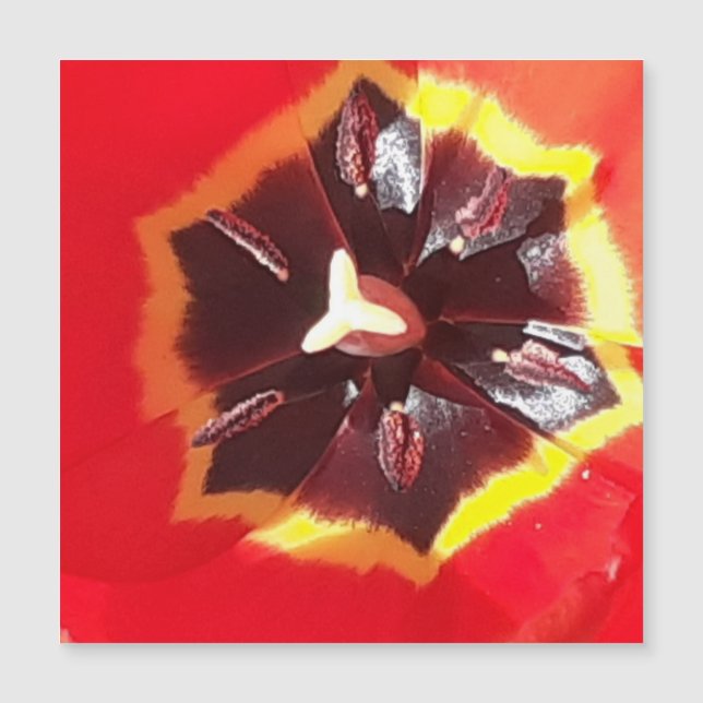 Magnetiskt kort för Scarlen Red Tulip (Framsida)