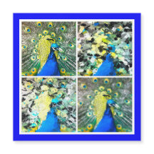 Magnetkort för peacock Art