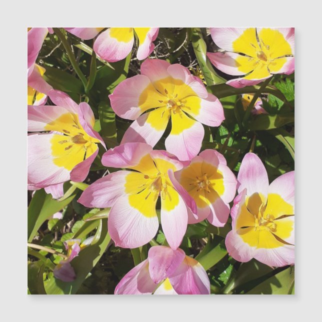 Magnetkort för rosa och Gula blommor (Framsida)