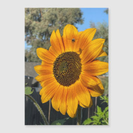 Magnetkort för solros