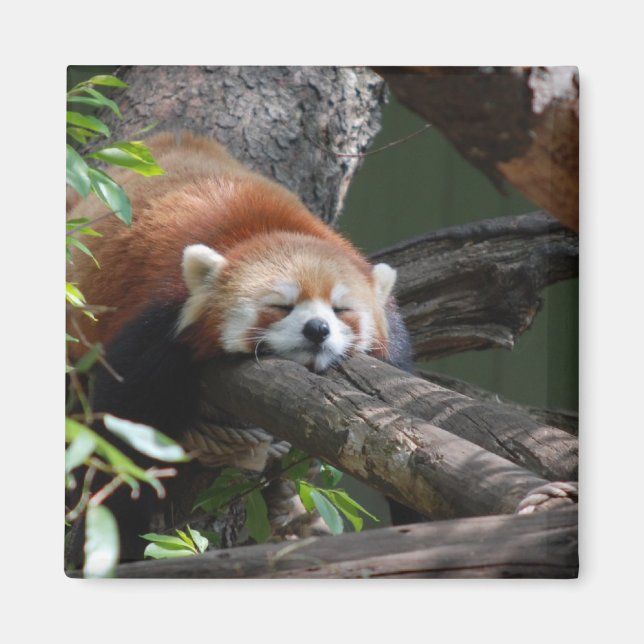 Magnetnät för sömnpandeparapestornet magnet (Framsidan)