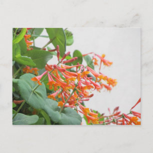 "Magnifica" Honeysuckle Vykort