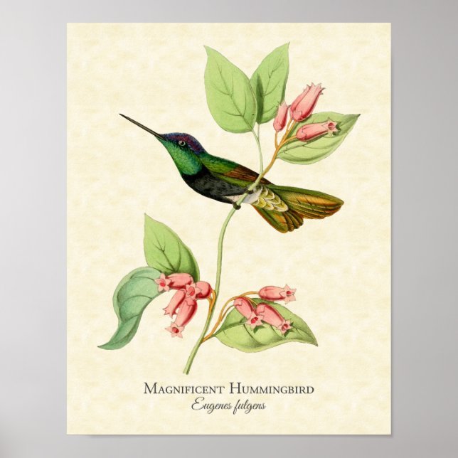 Magnificant Hummingbird Art Print Poster (Framsidan)