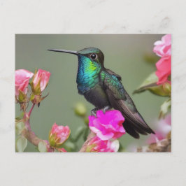 Magnificant Hummingbird i Rest Vykort