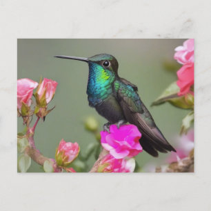 Magnificant Hummingbird i Rest Vykort