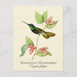 Magnificant Hummingbird Vintage Art Vykort