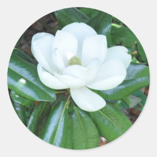 Magnificant Magnolia Runt Klistermärke
