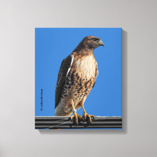 Magnificant Red-Tails Hawk i Sol Canvastryck
