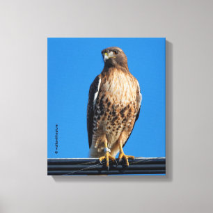Magnificant Red-Tails Hawk i Sol Canvastryck