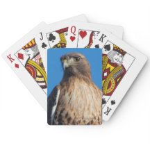 Magnificant Red-Tails Hawk i Sol