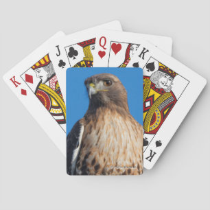 Magnificant Red-Tails Hawk i Sol Casinokort