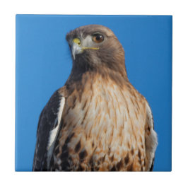 Magnificant Red-Tails Hawk i Sol Kakelplatta