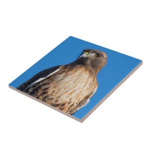 Magnificant Red-Tails Hawk i Sol Kakelplatta