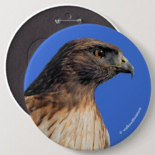 Magnificant Red-Tails Hawk i Sol Knapp