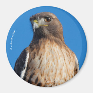 Magnificant Red-Tails Hawk i Sol Magnet
