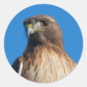 Magnificant Red-Tails Hawk i Sol Runt Klistermärke