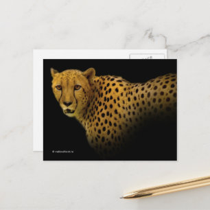 Magnificent Cheetah Big Vild katt Vykort