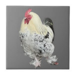 Magnificent Cockerel nr 2 Kakelplatta<br><div class="desc">Den här keramiska plattan har mitt fotografi av en fantastisk cockerel, som är beroende av vackra vita, späckade och fjädrade fötter. Jag snubblade över denna vackra varelse i ställe av en motorvägstjänst i station-parkeringen. Det fanns flera andra cockereler runt omkring det, uppenbarligen ganska hemma i deras olämpliga omgivning. Det var...</div>