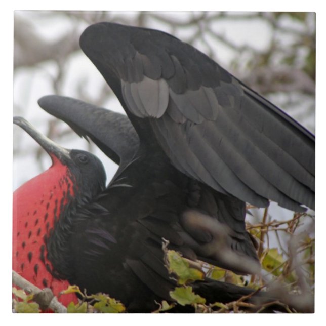 Magnificent Frigate Bird Kakelplatta (Framsidan)